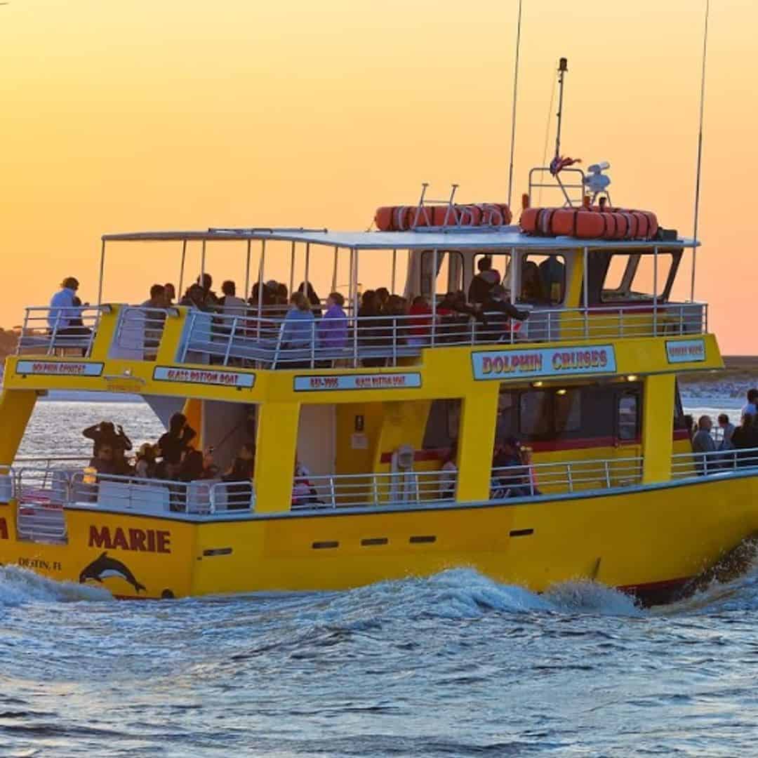 Dolphin Cruises